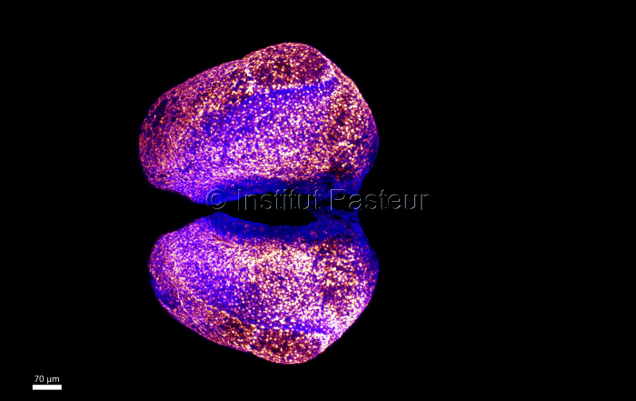 Cellules souches neurales couvrant le téléncephale du poisson zèbre (microscopie confocale)