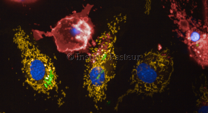 Legionella pneumophila détourne l'ATPase mitochondriale de la cellule hôte