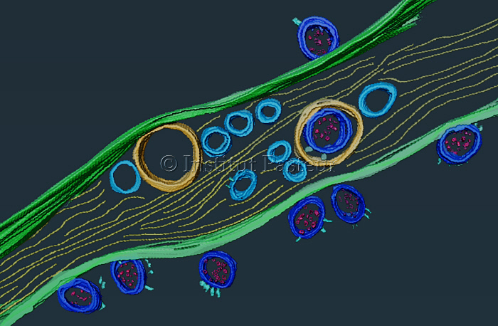 Particules virales de SARS-CoV-2 à l’intérieur et à la surface d’un nanotube