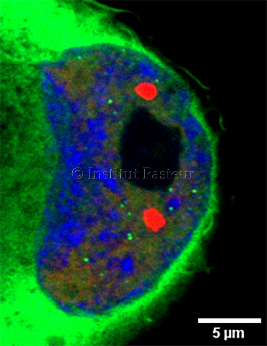 Cellule THP-1 infectée par le VIH, exprimant OR-GFP (vert) pour le marquage de l'ADN viral