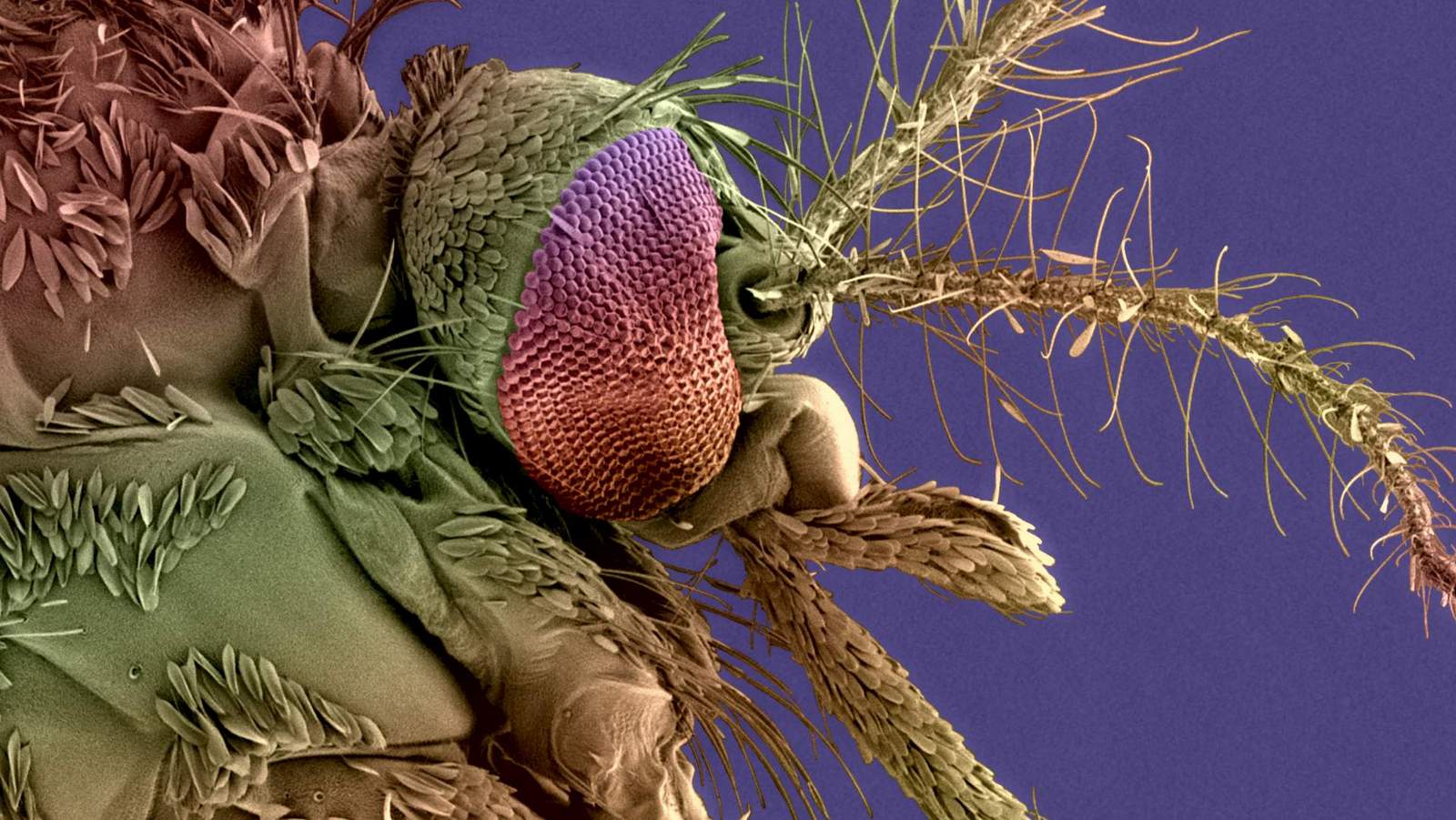 Tête de moustique femelle Aedes albopictus, vecteur du virus de la dengue et du chikungunya. Image acquise par microscopie électronique à balayage.